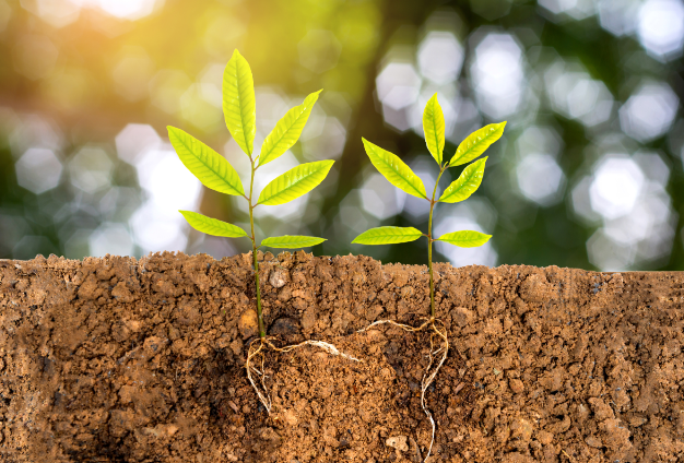 Plantes qui pousse et ses racines