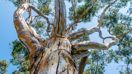Eucalyptus arc-en-ciel, Eucalyptus deglupta