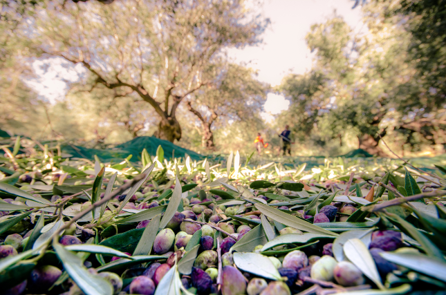 Une huile d’olive sur deux est non-conforme.