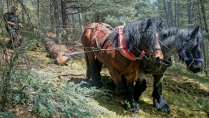 Chevaux de trait employés en sylviculture.