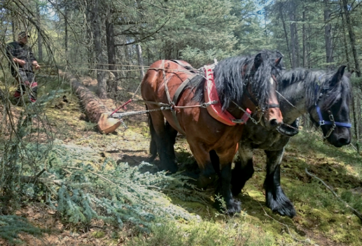 Chevaux de trait employés en sylviculture.