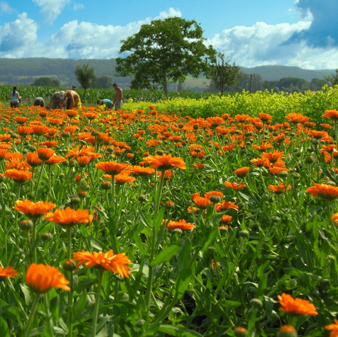 Le jardin Weleda Naturals