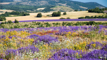 Plantes médicinales