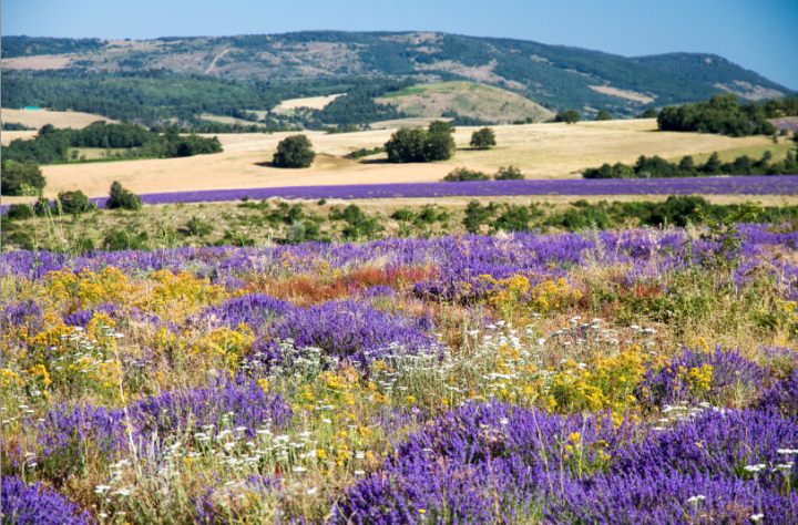 Plantes médicinales