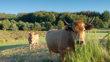 Vaches à cornes