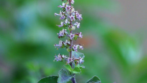 Tulsi, Ocimum tenuiflorum