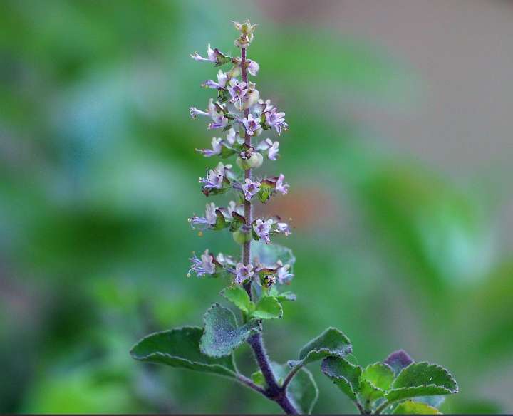 Tulsi, Ocimum tenuiflorum