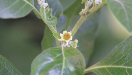 Ashwagandha (Withania somnifera)