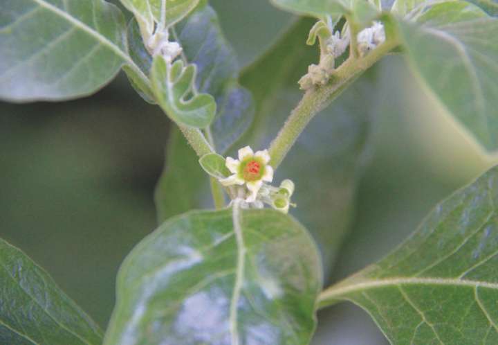 Ashwagandha (Withania somnifera)