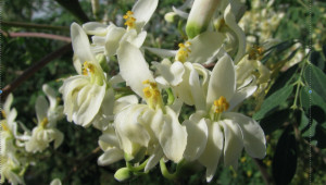 Moringa, Moringa oleifera