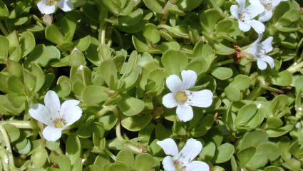 Brami, Bacopa monnieri