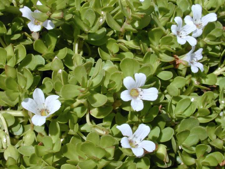 Brami, Bacopa monnieri