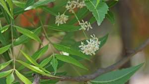 Neem, Azadirachta indica