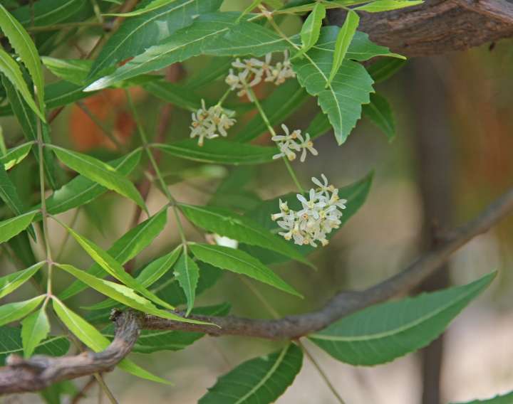 Neem, Azadirachta indica