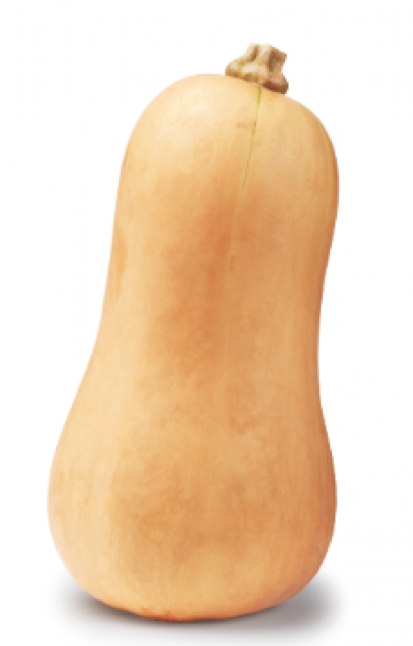 Butternut