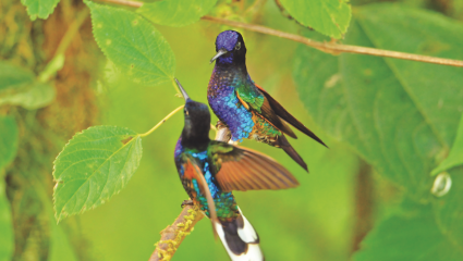 Couple d'oiseaux 