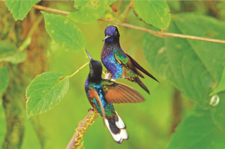 Couple d'oiseaux 