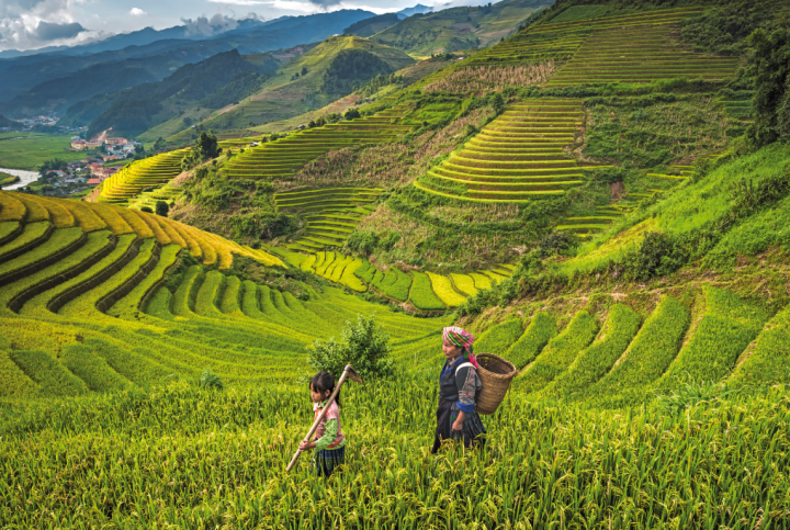 Rizière au Vietnam