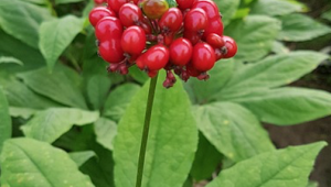 Ginseng et glycémie