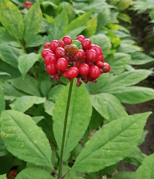 Ginseng et glycémie