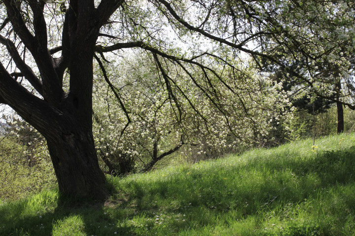 Bois de Sainte-Lucie