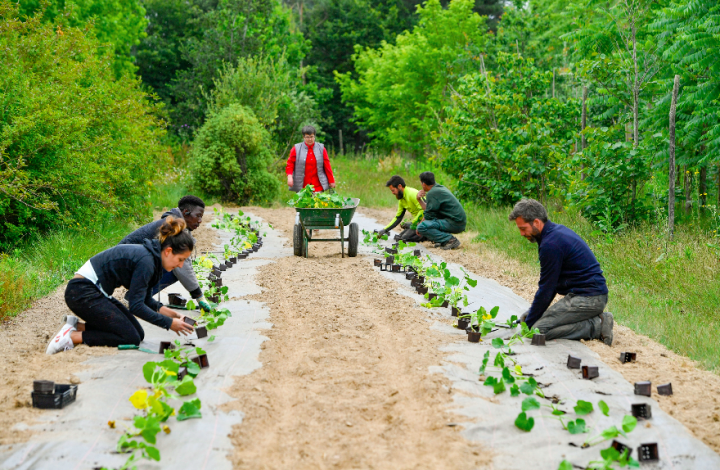 Des potager solidaire à Nantes