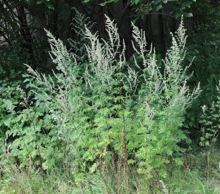 ­Armoise commune (Artemisia vulgaris)