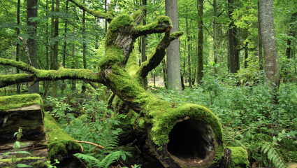 Forêts de Bialowieza