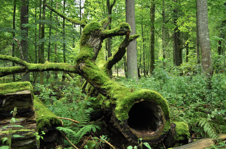 Forêts de Bialowieza