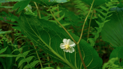 Podophyllum peltatum