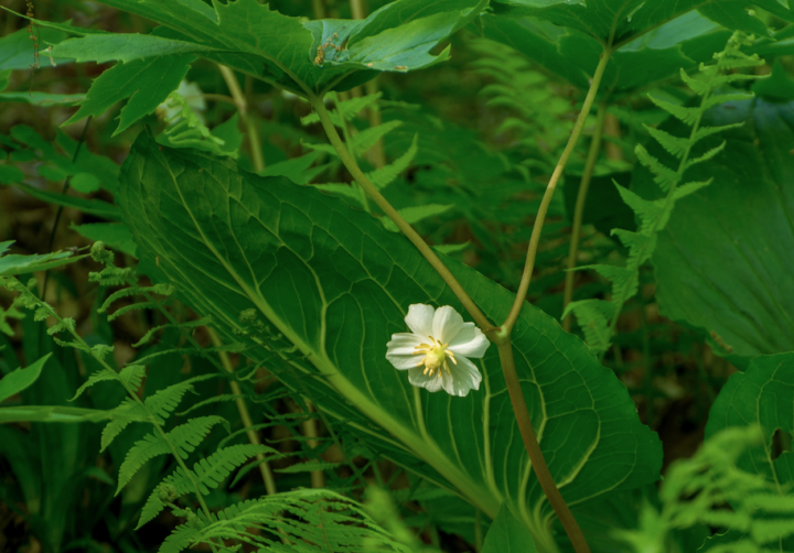 Podophyllum peltatum