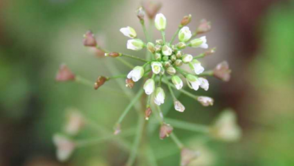 Capselle bourse-à-pasteur (Capsella bursa pastoris)