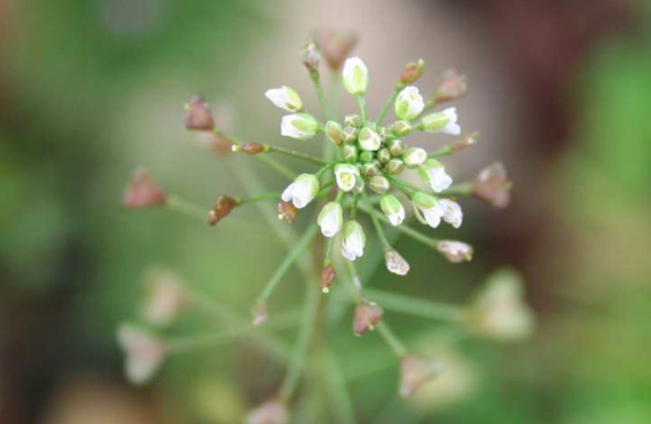 Capselle bourse-à-pasteur (Capsella bursa pastoris)