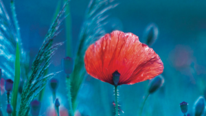 Coquelicot