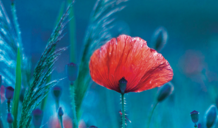 Coquelicot