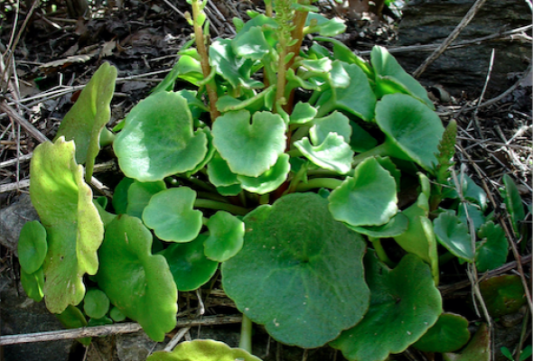 Les feuilles d'Umbilicus rupestris sont excellentes crues en salade