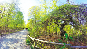 La Forêt domaniale de Verzy