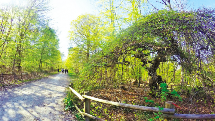 La Forêt domaniale de Verzy