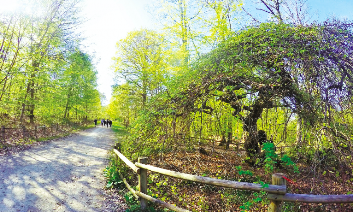 La Forêt domaniale de Verzy