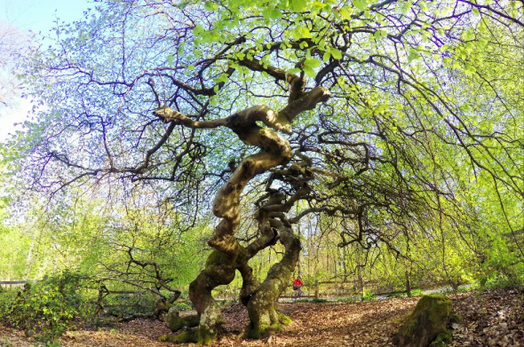 La Forêt domaniale de Verzy accueille 800 hêtres tortillards à la longévité remarquable grâce à leur système de reproduction.