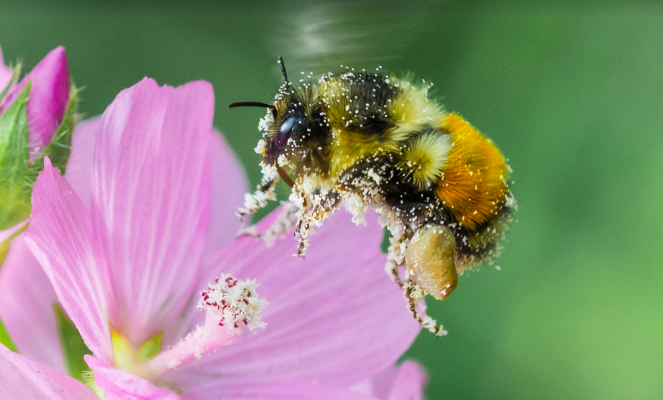 Apithérapie : Les vertus du pollen