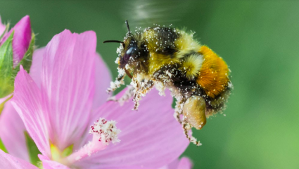 Pollen