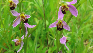 Ophrys abeille (Ophrys apifera)