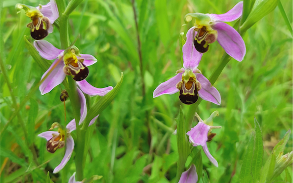 Ophrys abeille (Ophrys apifera)