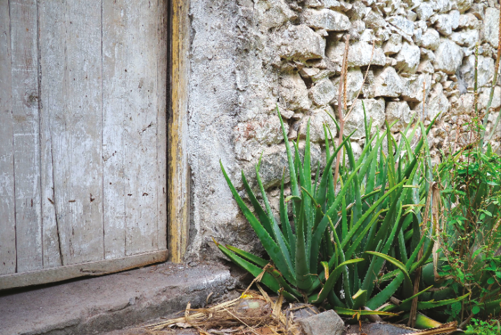 Aloe vera