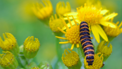 La chenille de la Goutte-de-sang  grignotte les feuilles du séneçon