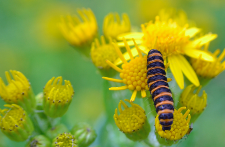 La chenille de la Goutte-de-sang  grignotte les feuilles du séneçon