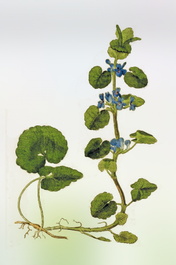 Lierre terrestre (Glechoma hederacea)