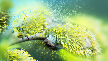 Pollen de saule