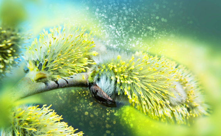 Pollen de saule
